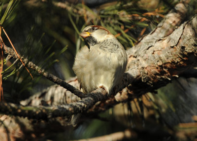 Moineau domestique