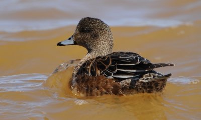 Canard Amrique femelle