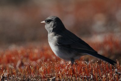 Junco ardois