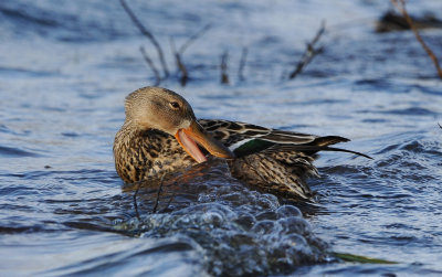 Canard Souchet femelle