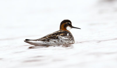 Phalarope  bec troit