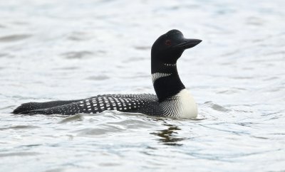 Plongeon Huard