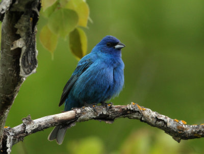 Passerin indigo