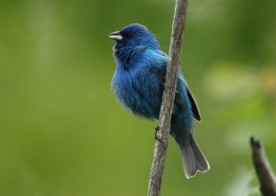 Passerin indigo 