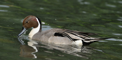 Canard pilet