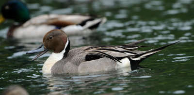 Canard pilet