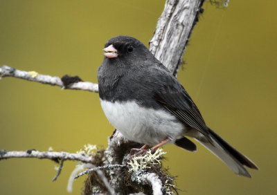 Junco ardois