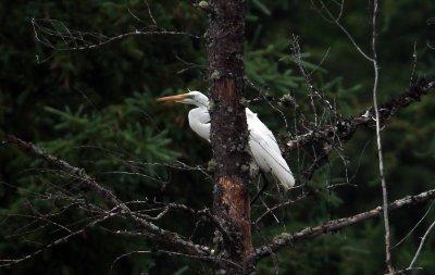 Grande Aigrette