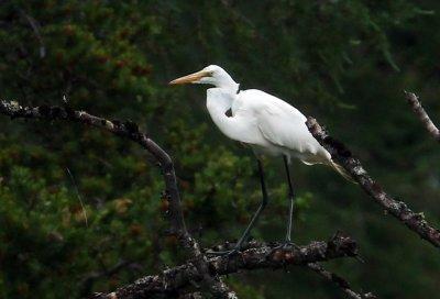 Grande Aigrette