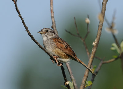 Bruant des marais