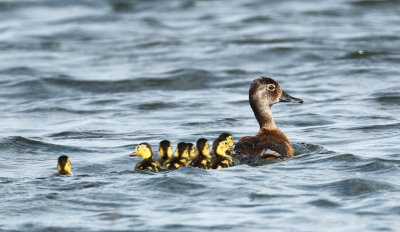 Fuligule en famille
