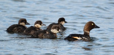 Garrot  oeil d'or en famille