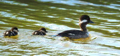 Petit garrot en famille