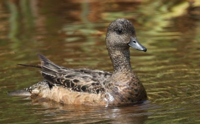 Canard d'Amrique femelle