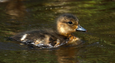 Canard d'Amrique juvnile