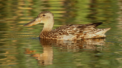 Canard souchet femelle