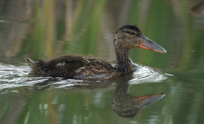 Canard souchet juvnile