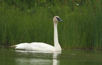 Cygne trompette