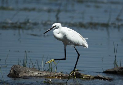 Aigrette Garzette