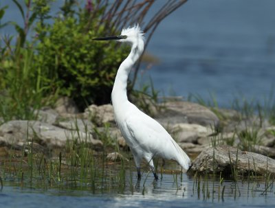  Aigrette Garzette