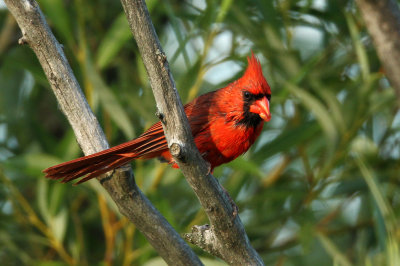 Cardinal rouge 