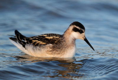 Phalarope bec troit