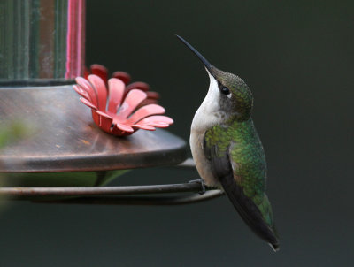 Colibri gorge rubis