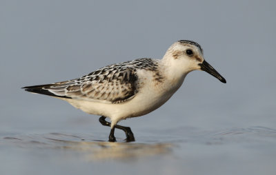 Bcasseau sanderling 