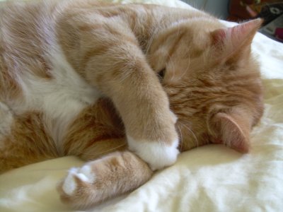 Camera Shy Sweet Pea
