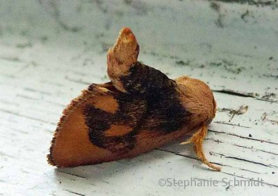 Tortricidia flexuosa - Abbreviated Button Slug Moth #4667