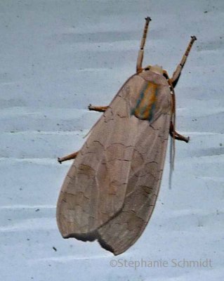 Halysidota tessellaris - Banded Tussock #8203