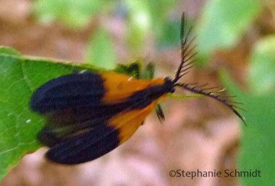 Lycomorpha pholus - Black and Yellow Lichen Moth #8087
