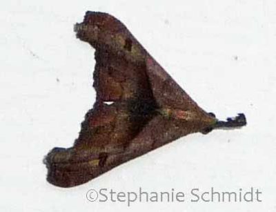 Palthis angulalis - Dark-spotted Palthis #8397