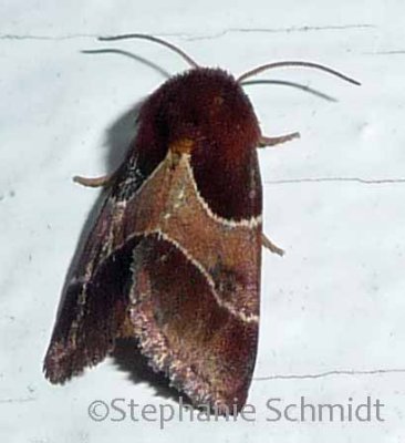 Schinia arcigera - Arcigera Flower Moth #11128