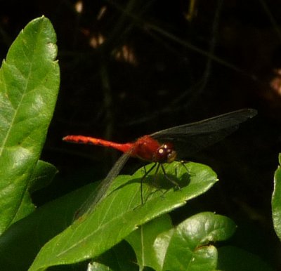 Ruby Meadowhawk (Sympetrum rubicundulum)