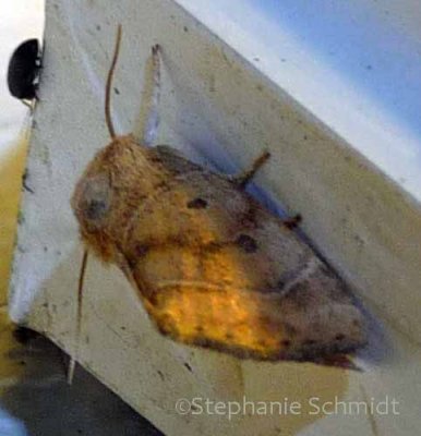Cosmia calami - American Dun-Bar moth #9815