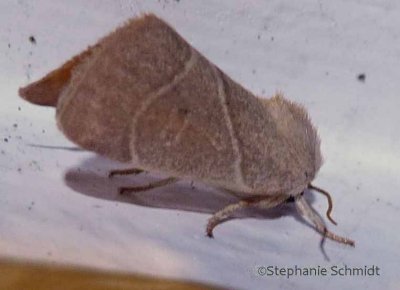 Cosmia calami - American Dun-Bar moth #9815