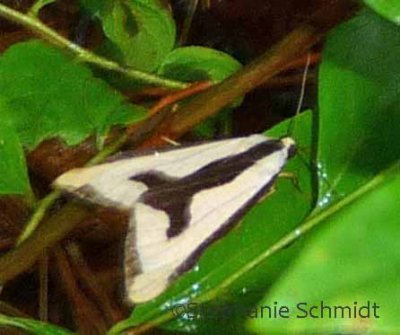 Haploa clymene - Clymene Moth #8107