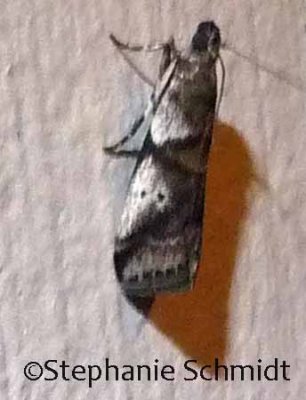 Acrobasis vaccinii spp. - Cranberry Fruitworm Moth #5653