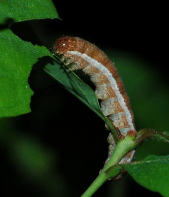 Egira alternas - Alternate Woodling Caterpillar #10517