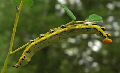 Dasylophia anguina - Black-spotted Prominent caterpillar #7957