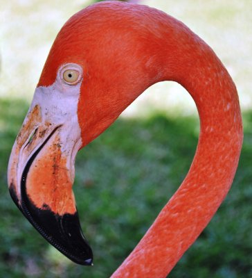 bahama cruise flamingo 33.jpg