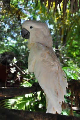 bahama criuse parrot 4.jpg