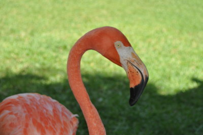 bahama cruise flamingo 17.jpg