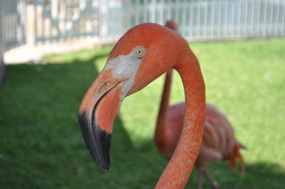 bahama cruise flamingo 21.jpg