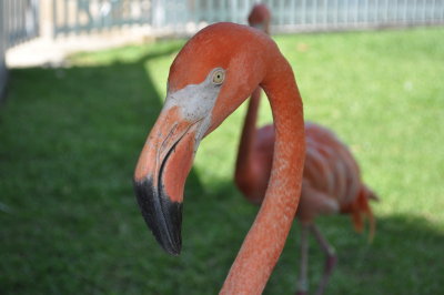 bahama cruise flamingo 22.jpg