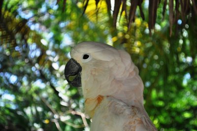bahama cruise parrot 5.jpg