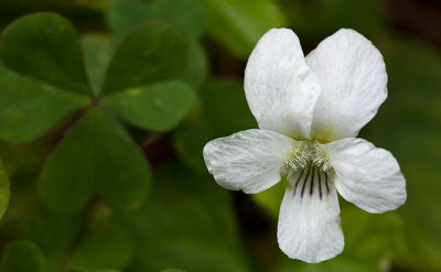 WHITE VIOLET   Viola blanda