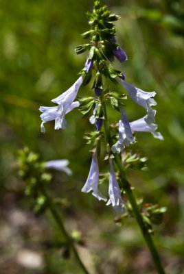 Blue Bells