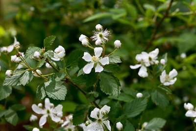 Blackberry bush